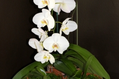 Orchids